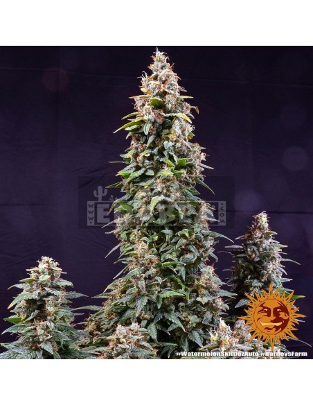 Watermelon Zkittlez Auto : Edabea