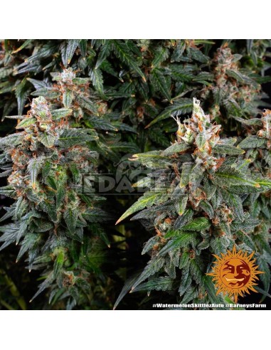 Watermelon Zkittlez Auto : Edabea