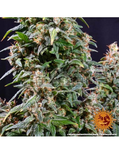Watermelon Zkittlez Auto : Edabea