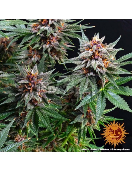 Runtz Auto| Edabea