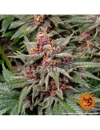 Runtz Auto| Edabea