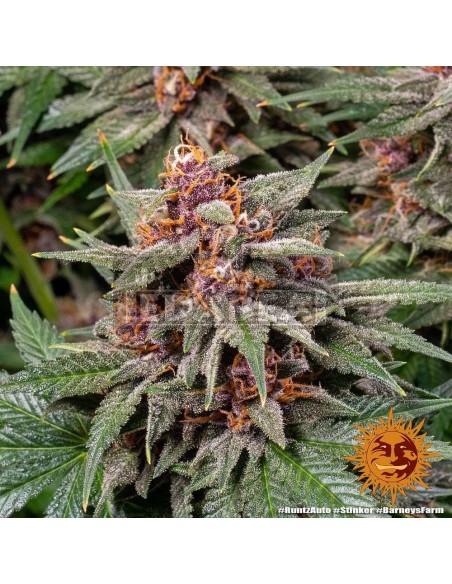 Runtz Auto| Edabea