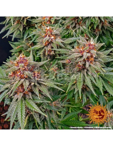 Runtz Auto| Edabea