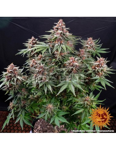 Runtz Auto| Edabea