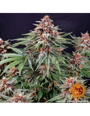 Runtz Auto| Edabea