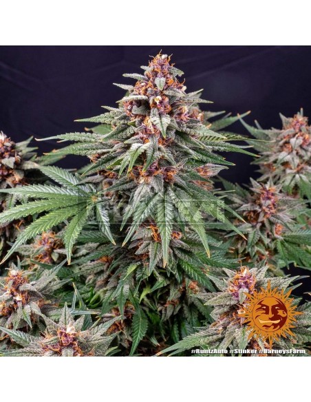 Runtz Auto| Edabea