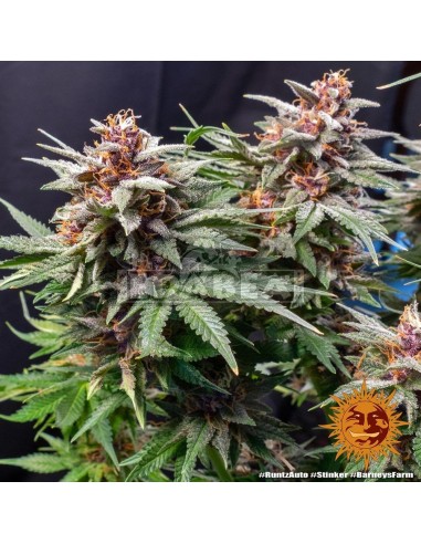 Runtz Auto| Edabea