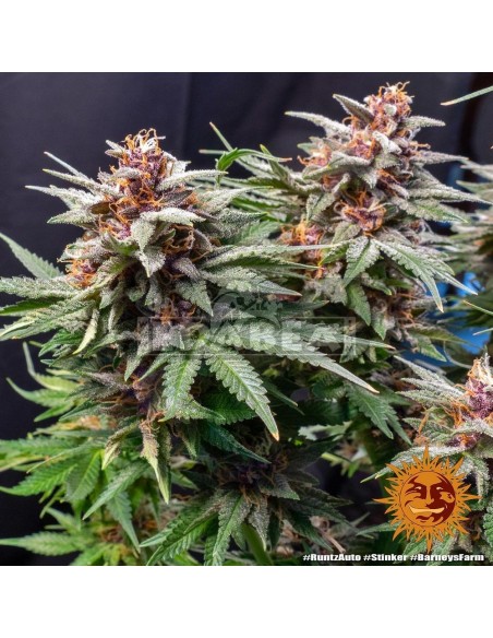 Runtz Auto| Edabea