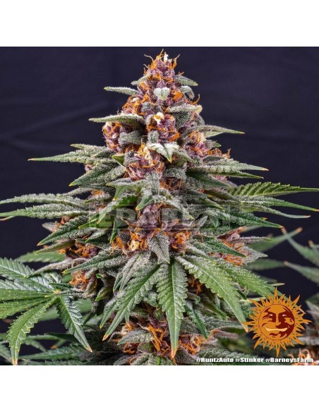 Runtz Auto| Edabea