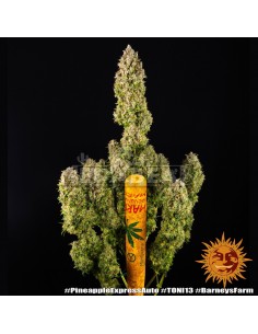 Pineapple Express Auto | Edabea