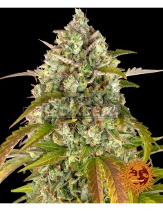 Pineapple Express Auto | Edabea 2