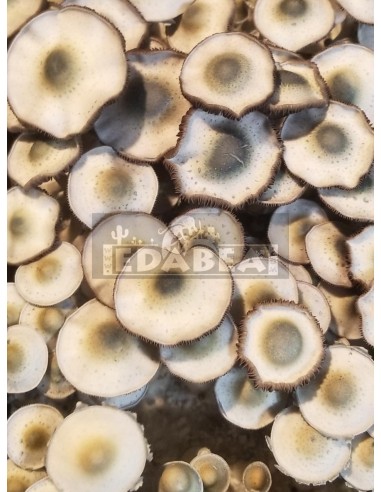 Yellow Umbo 100% Myzel Kit | Pilz Zuchtsets