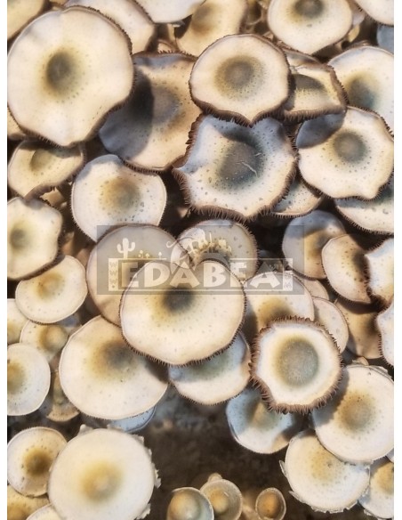 Yellow Umbo 100% Myzel Kit | Pilz Zuchtsets