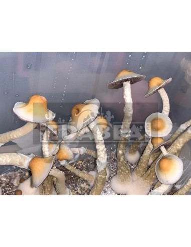 Yellow Umbo 100% Myzel Kit | Pilz Zuchtsets