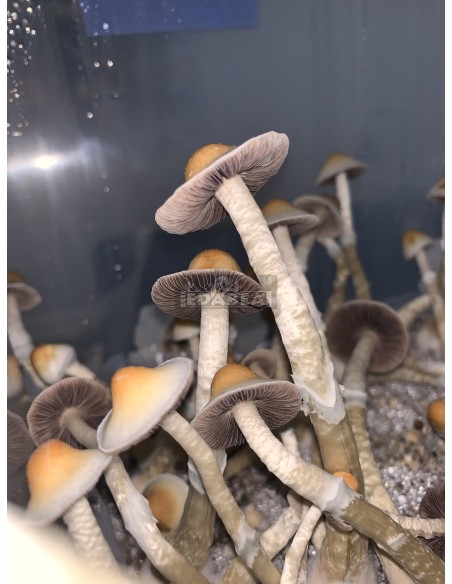 Yellow Umbo 100% Myzel Kit | Pilz Zuchtsets