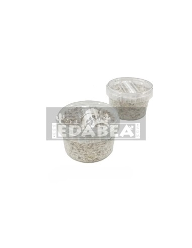 Psilocybe Azurescens Spawn pour Extérieur | Edabea