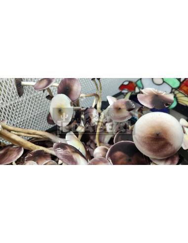 Psilocybe Cubensis Leucistic Swamp Ghost Pilzzuchtset 100% Myzel | Hybridstämme