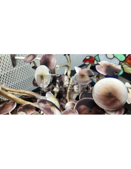 Kit de cultivo Psilocybe Cubensis Leucistic Swamp Ghost 100% micelio | Cepas híbridas