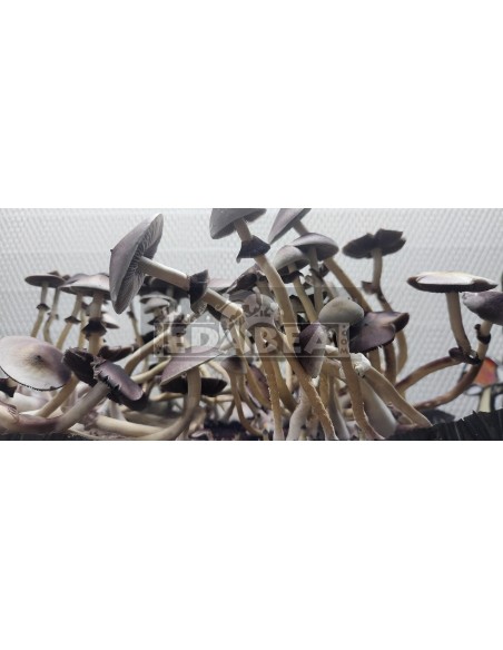 Kit de cultivo Psilocybe Cubensis Leucistic Swamp Ghost 100% micelio | Cepas híbridas