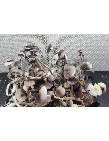 Psilocybe Cubensis Leucistic Swamp Ghost Pilzzuchtset 100% Myzel | Hybridstämme