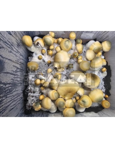 Psilocybe Cubensis Avalanche Pilzzucht-Kit | Hoher Ertrag & beeindruckendes Aussehen