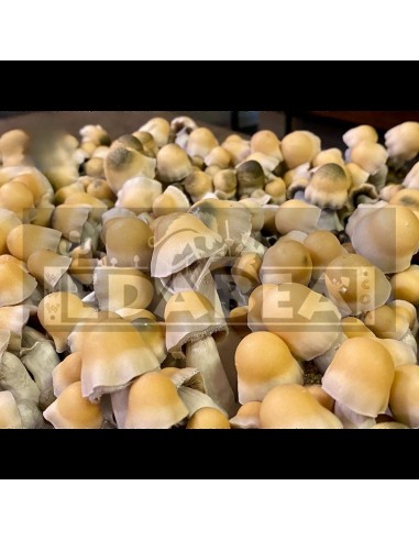 Psilocybe Cubensis Avalanche Pilzzucht-Kit | Hoher Ertrag & beeindruckendes Aussehen