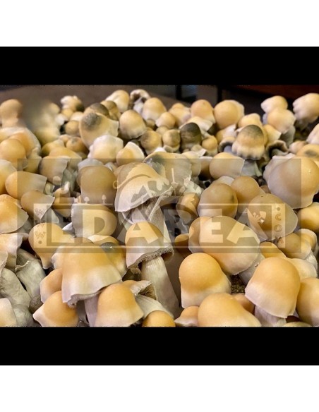 Psilocybe Cubensis Avalanche Pilzzucht-Kit | Hoher Ertrag & beeindruckendes Aussehen