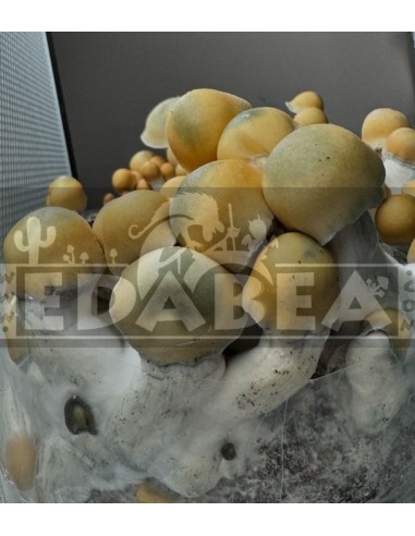 Psilocybe Cubensis Avalanche Pilzzucht-Kit | Hoher Ertrag & beeindruckendes Aussehen