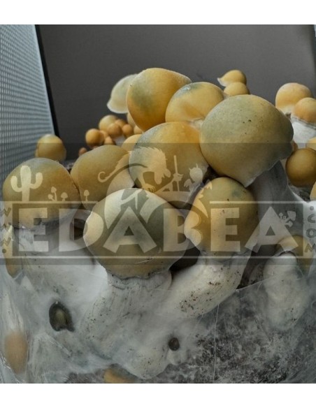 Psilocybe Cubensis Avalanche Pilzzucht-Kit | Hoher Ertrag & beeindruckendes Aussehen