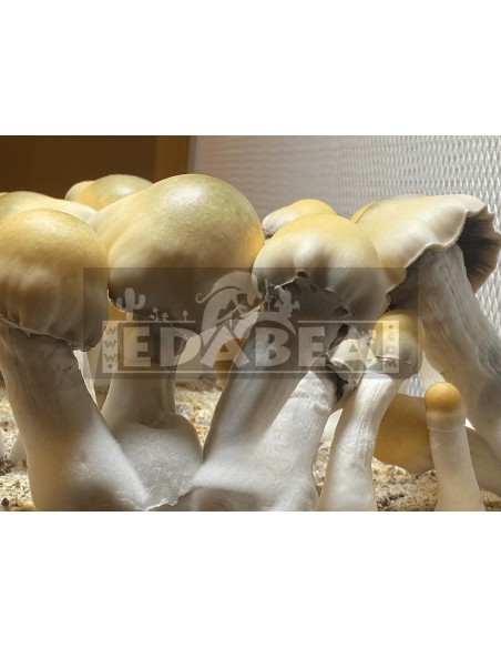 Psilocybe Cubensis Avalanche Pilzzucht-Kit | Hoher Ertrag & beeindruckendes Aussehen