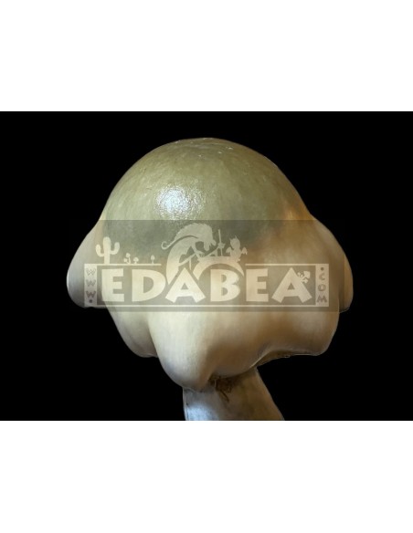 Kit de cultivo de setas psilocybe cubensis Avalanche | Alta producción y efecto potente