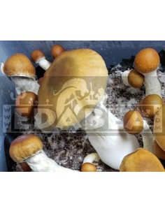 Psilocybe Cubensis Melmac Mushroom Grow Kit | Extreme Potency & Advanced Cultivation