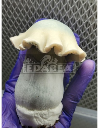 Kit Albino Tidal Wave 100% mycélium | Hybride