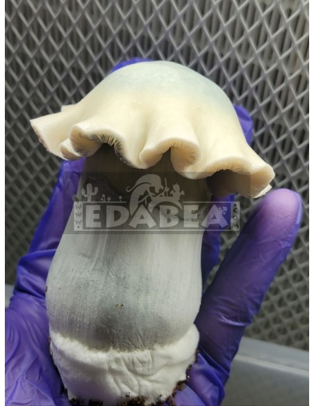 Kit Albino Tidal Wave 100% Micelio | Panes de Setas