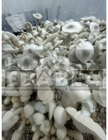 Kit Albino Tidal Wave 100% Micelio | Panes de Setas