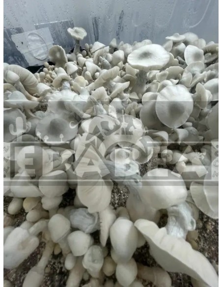 Kit Albino Tidal Wave 100% mycélium | Hybride