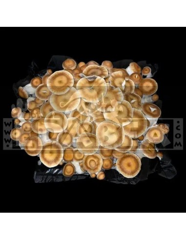 Kit de culture de champignons Psilocybe Cubensis Avalanche – 100x100 Mycélium