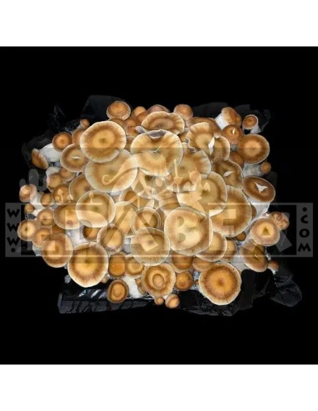 Kit de culture de champignons Psilocybe Cubensis Avalanche – 100x100 Mycélium