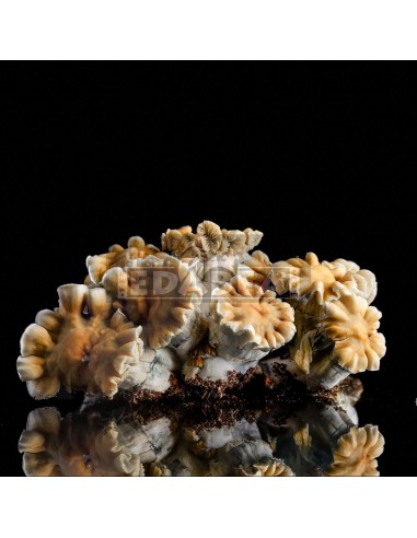 Kit de culture de champignons Psilocybe Cubensis Avalanche – 100x100 Mycélium