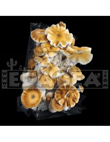 Kit de culture de champignons Psilocybe Cubensis Avalanche – 100x100 Mycélium