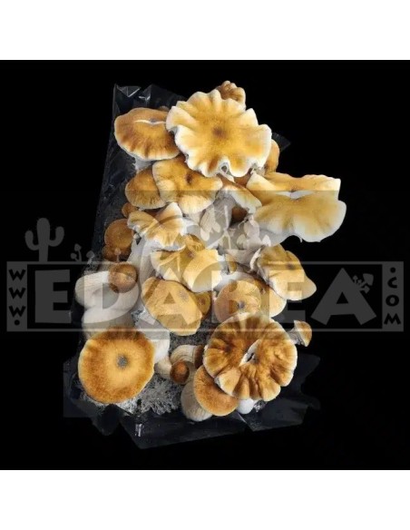 Kit di coltivazione funghi Psilocybe Cubensis Avalanche – 100x100 Micelio