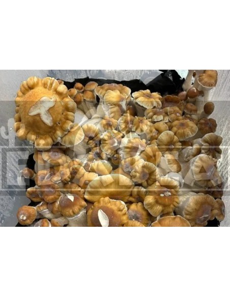 Psilocybe Cubensis Avalanche Pilzzucht-Kit – 100x100 Myzel
