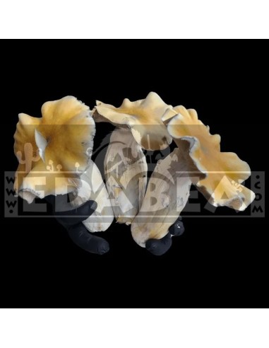 Kit di coltivazione funghi Psilocybe Cubensis Avalanche – 100x100 Micelio