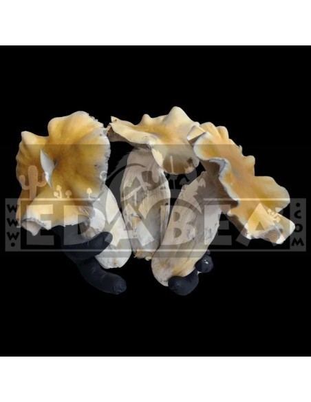 Psilocybe Cubensis Avalanche Pilzzucht-Kit – 100x100 Myzel