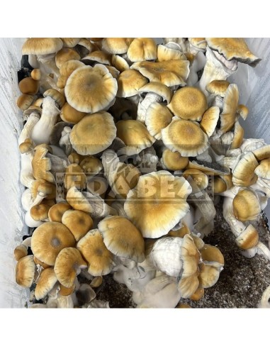 Psilocybe Cubensis Avalanche Pilzzucht-Kit – 100x100 Myzel