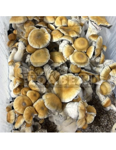 Psilocybe Cubensis Avalanche Pilzzucht-Kit – 100x100 Myzel
