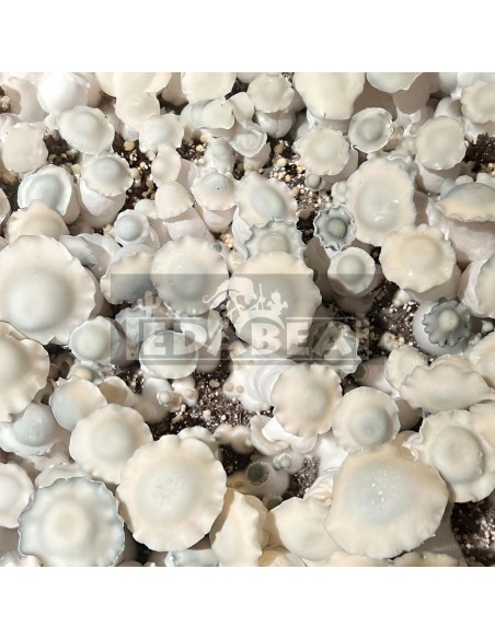 Kit Shakti 100x100 Micelio | Panes de Setas Híbridos