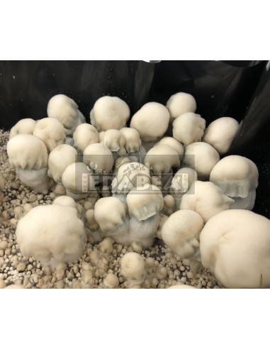 Kit Shakti 100x100 Micelio | Panes de Setas Híbridos