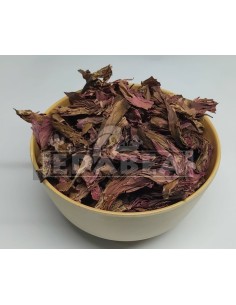 Roter Lotus Nymphaea rubra 20g kaufen | Edabea