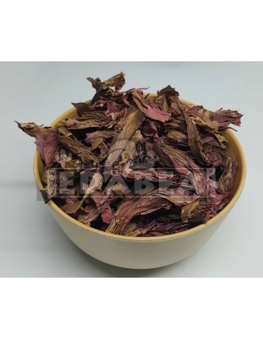 Acheter Lotus rouge Nymphaea rubra 20g | Edabea